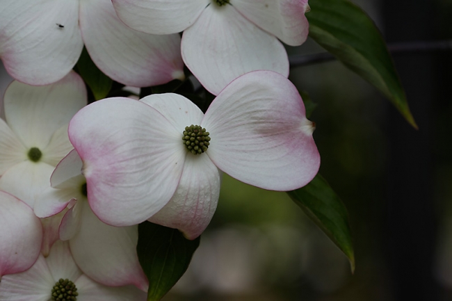 Jardin des Impressionnistes-MAI14-007